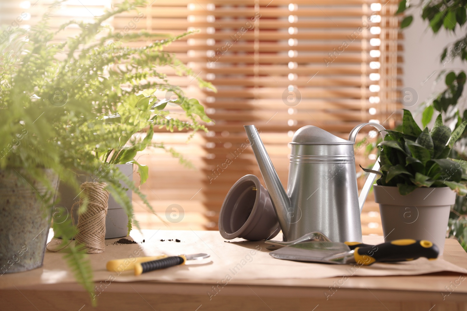 Photo of Beautiful houseplants and gardening tools on table indoors