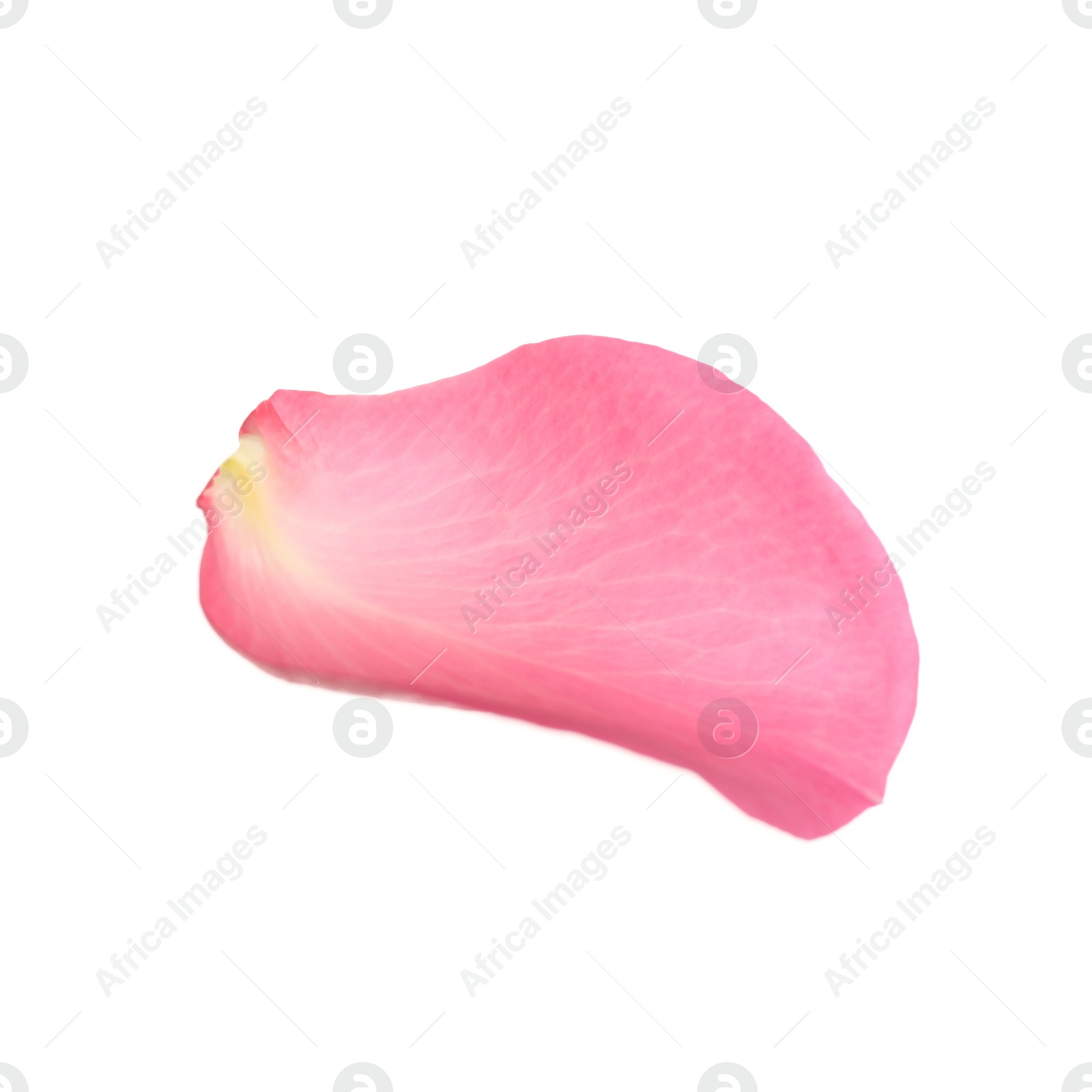 Photo of Fresh pink rose petal isolated on white