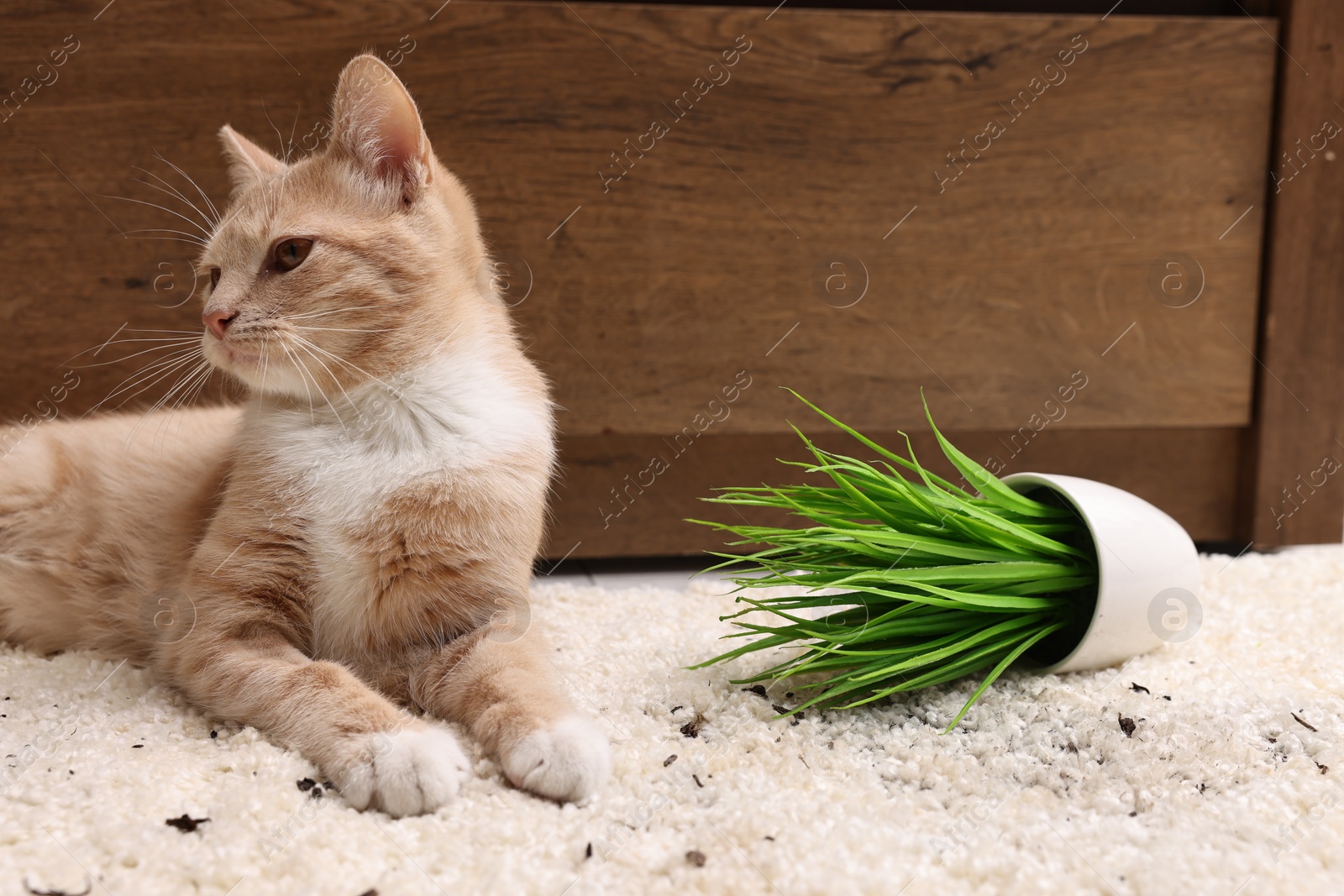 Photo of Cute ginger cat near overturned houseplant on carpet at home