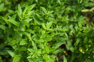 Photo of Beautiful mint with lush green leaves growing outdoors