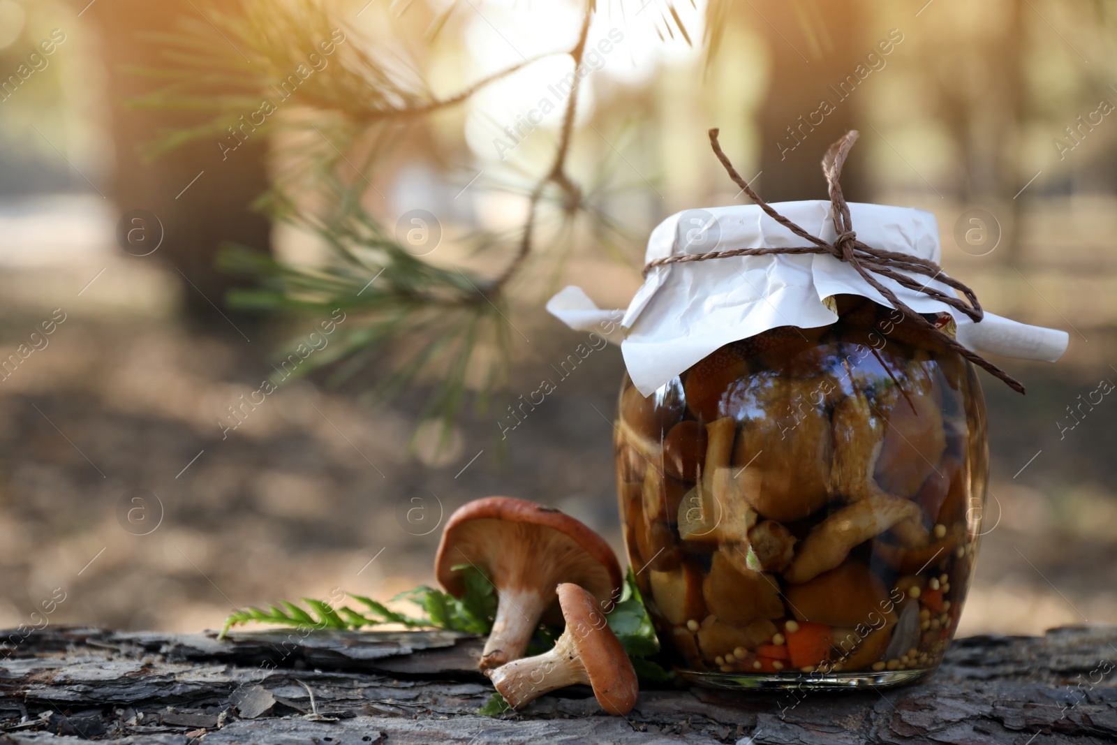 Photo of Fresh and pickled mushrooms in forest, closeup