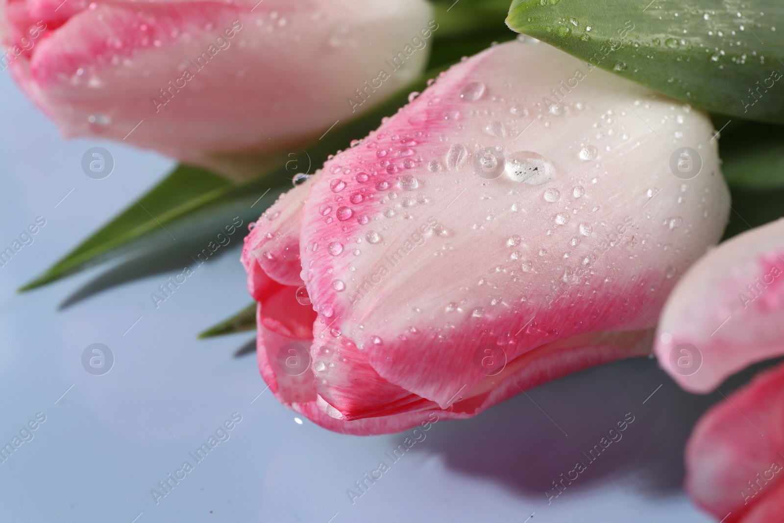 Photo of Beautiful pink tulips with water drops on light blue background, closeup