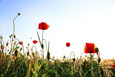Field with beautiful blooming red poppy flowers against blue sky