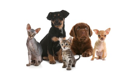 Adorable little kittens and puppies on white background