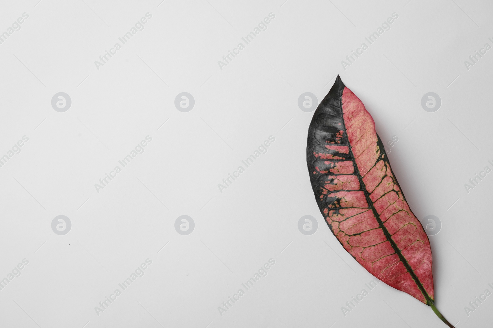 Photo of Leaf of tropical codiaeum plant on white background, top view