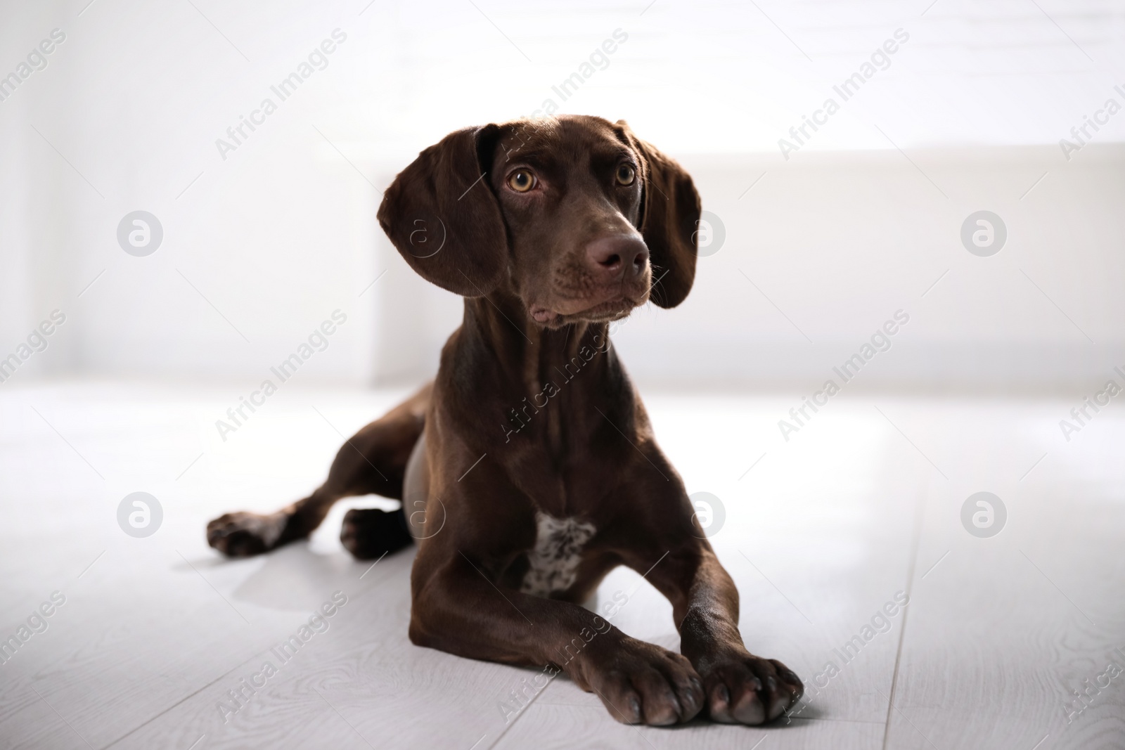 Photo of Beautiful brown German Shorthaired Pointer on floor indoors