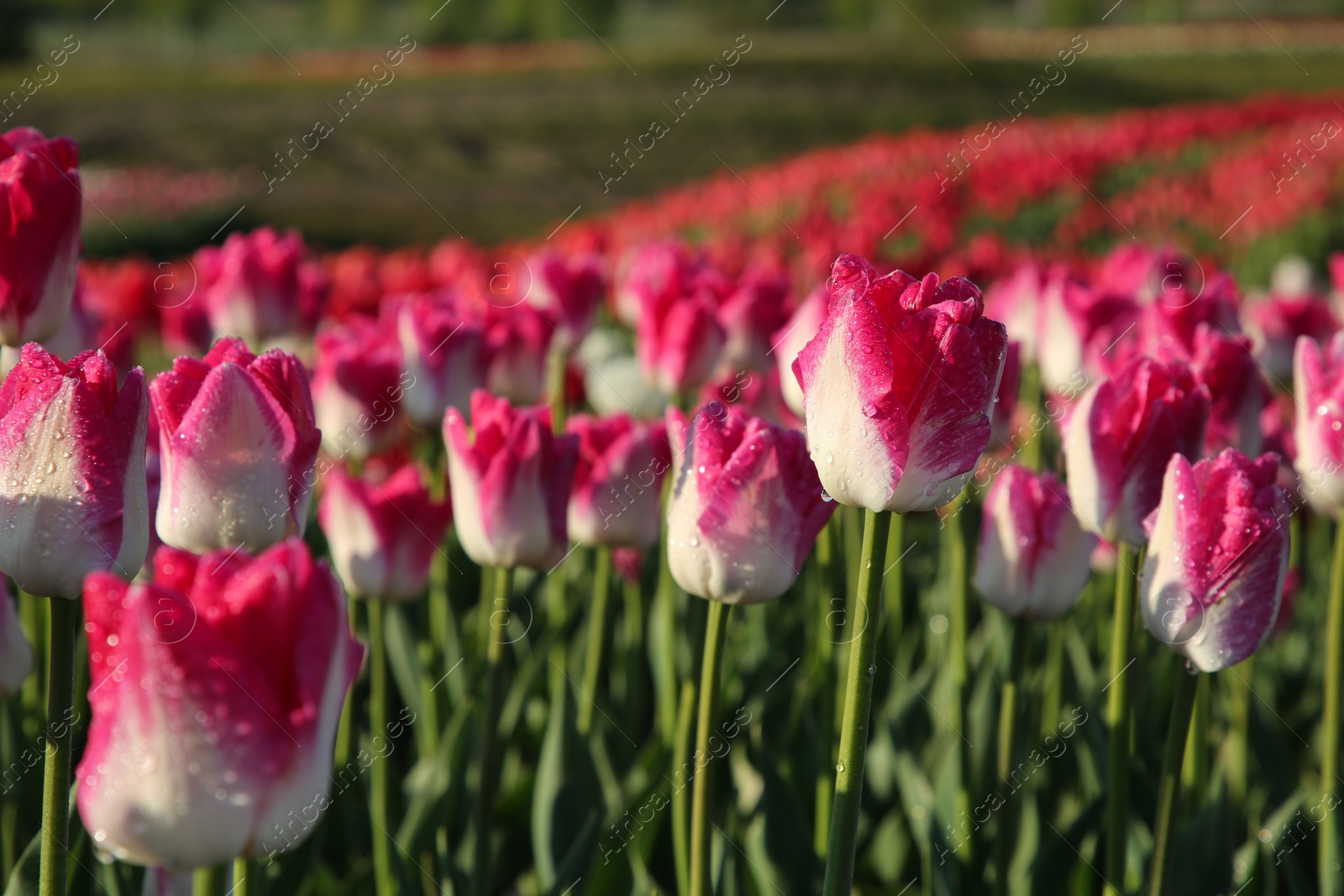 Photo of Beautiful pink tulip flowers growing in field on sunny day, selective focus