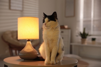 Photo of Cute cat sitting on table near lamp at home