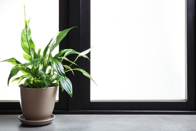Photo of Pot with peace lily on windowsill, space for text. House plant