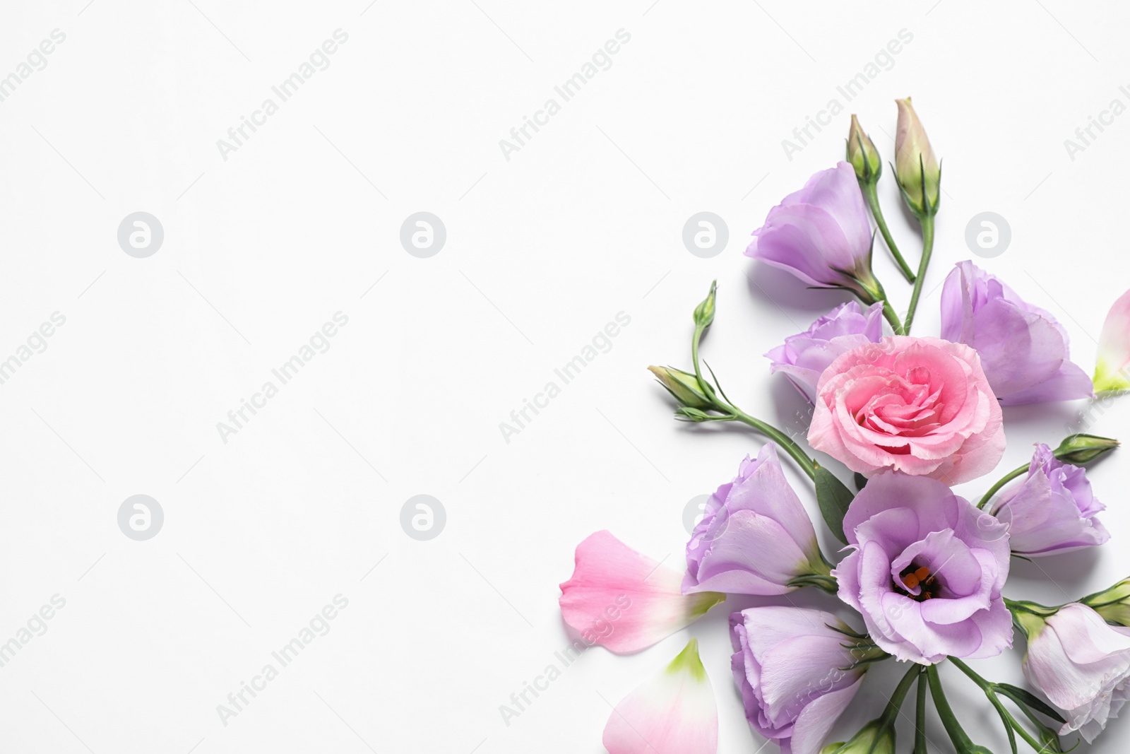 Photo of Beautiful Eustoma flowers on white background, top view. Space for text