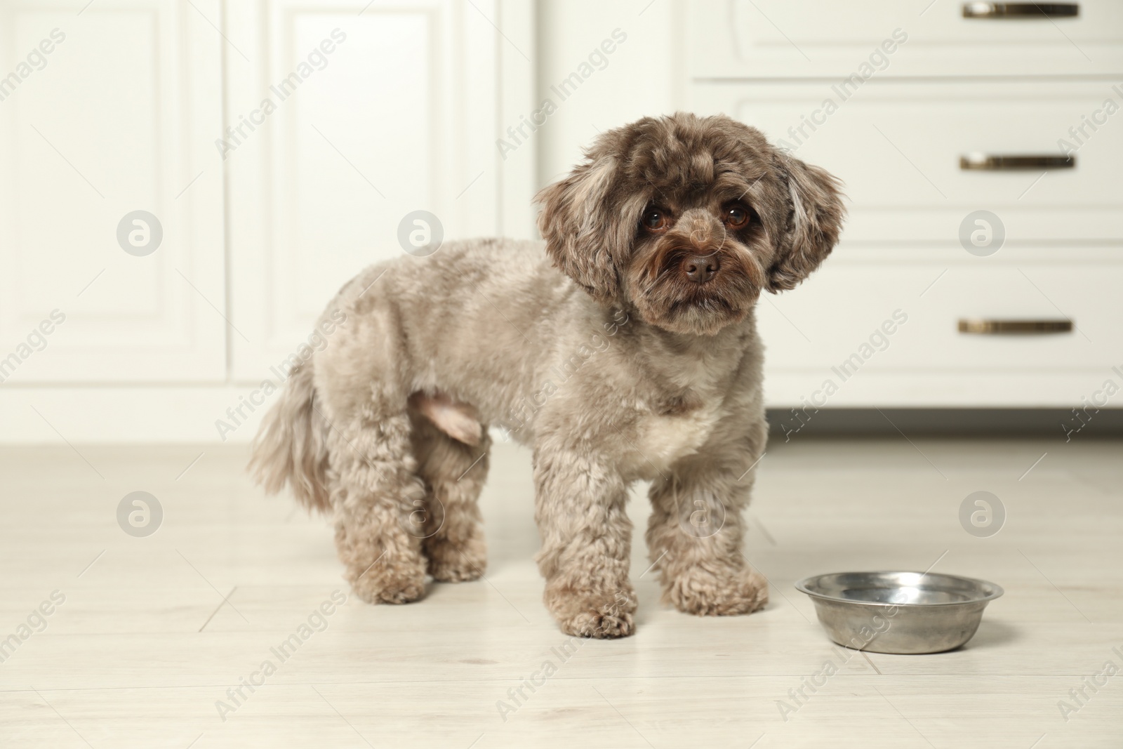 Photo of Cute Maltipoo dog near feeding bowl in kitchen. Lovely pet