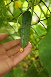 Photo of Woman picking ripe cucumber in garden, closeup