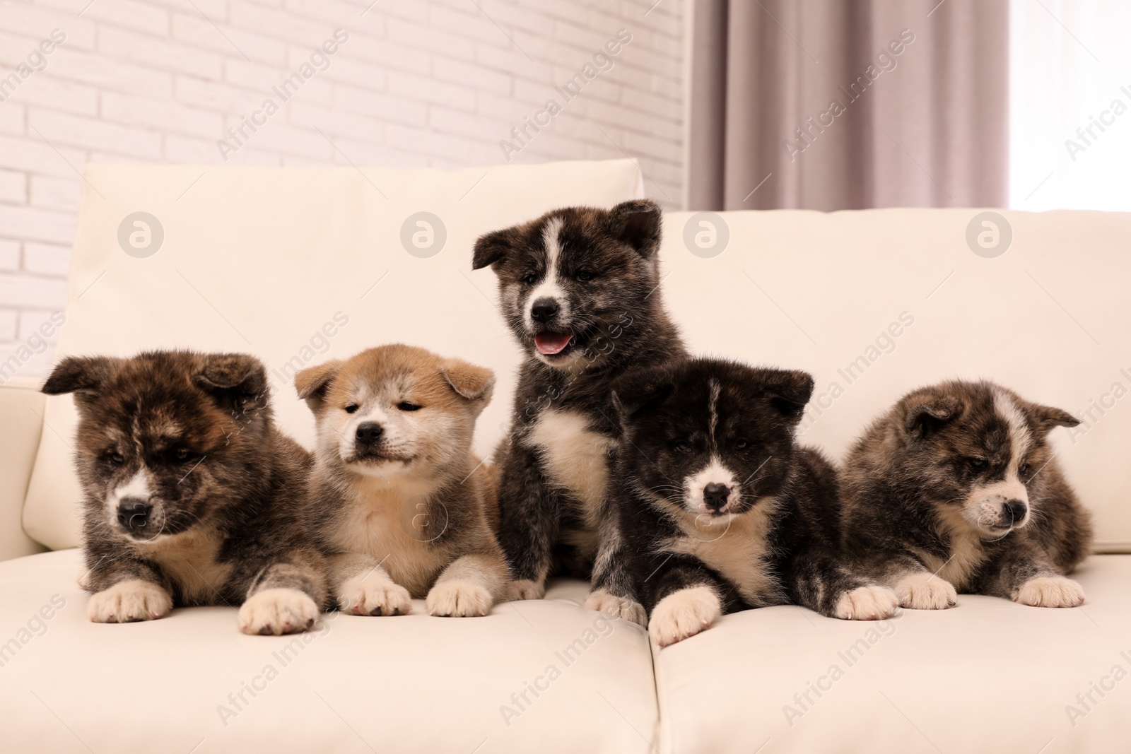 Photo of Cute Akita inu puppies on sofa indoors. Friendly dogs