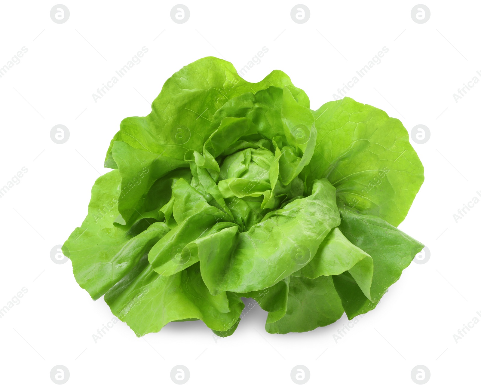 Photo of Fresh green butter lettuce head isolated on white