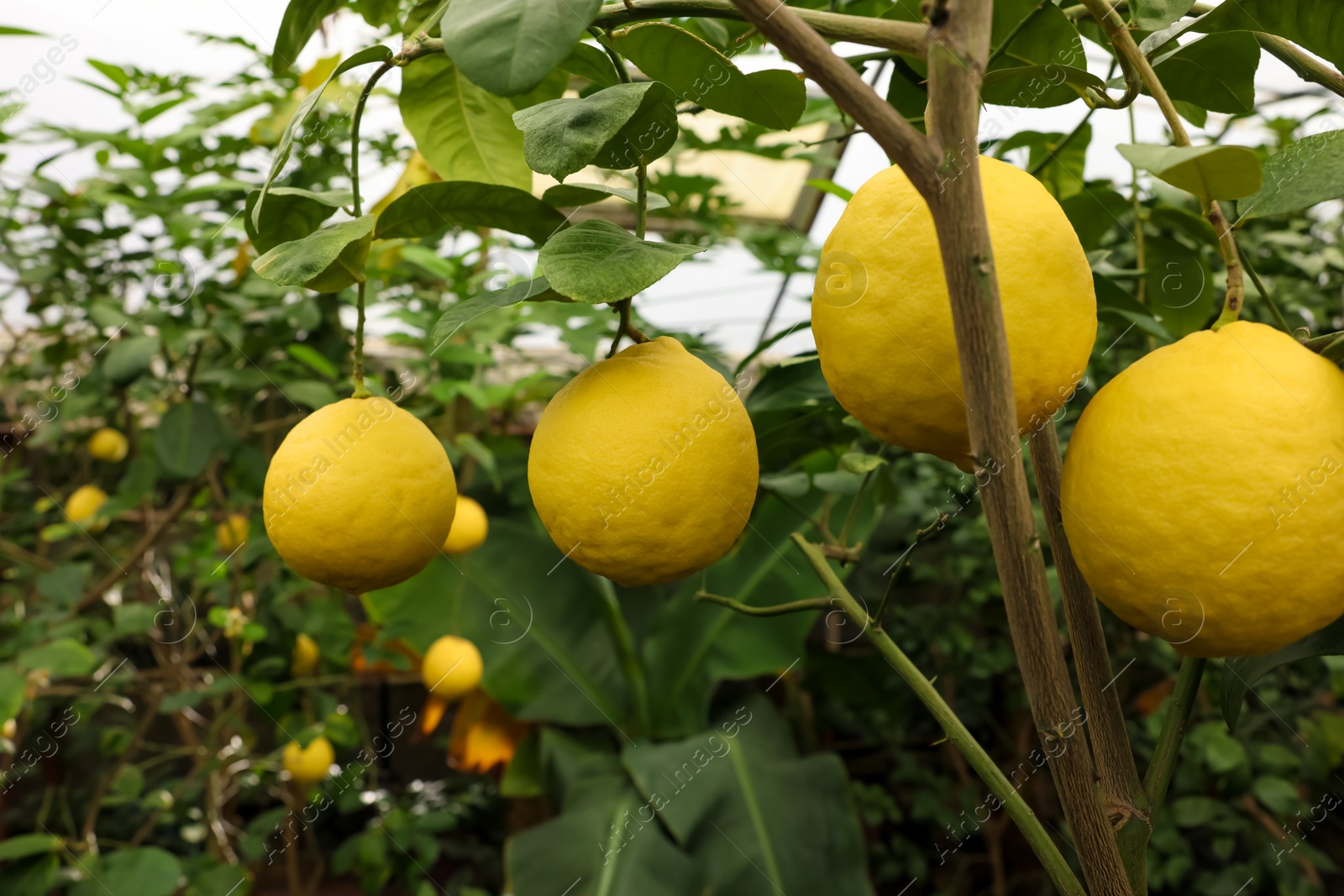 Photo of Lemon tree with ripe fruits in greenhouse