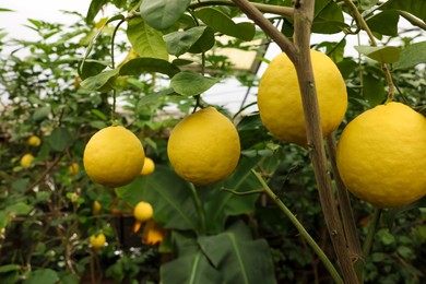 Photo of Lemon tree with ripe fruits in greenhouse
