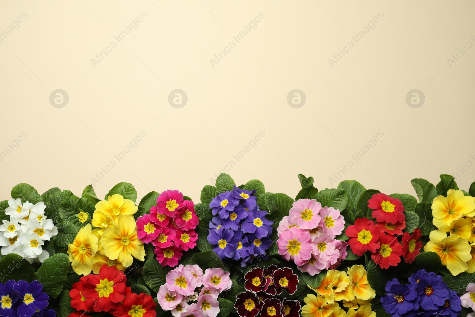 Photo of Primrose Primula Vulgaris flowers on beige background, flat lay with space for text. Spring season