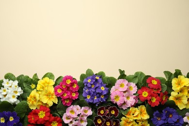 Photo of Primrose Primula Vulgaris flowers on beige background, flat lay with space for text. Spring season