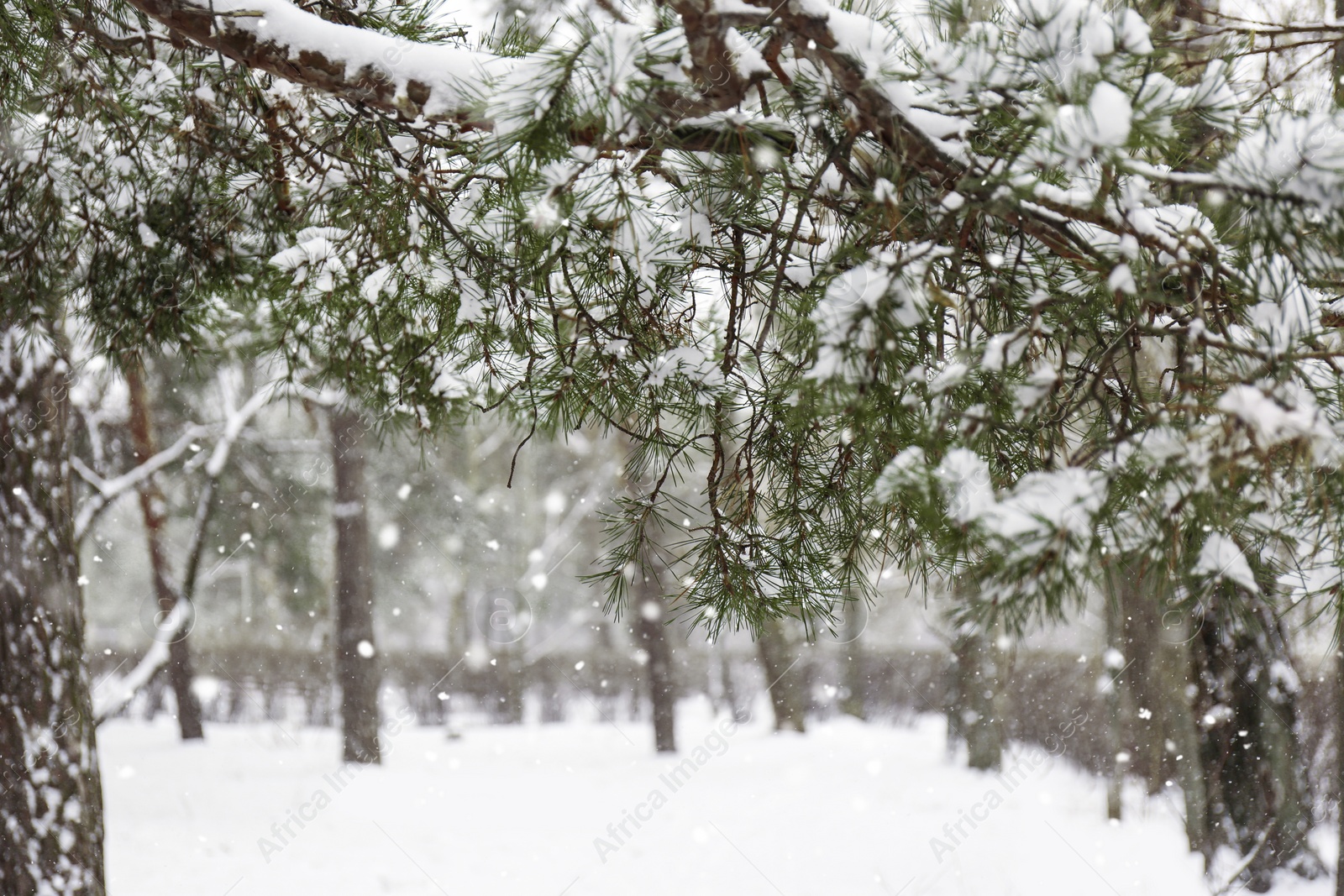 Photo of Coniferous branches covered with fresh snow, closeup