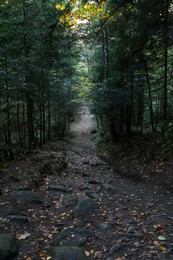 Picturesque view of pathway with stones among trees in beautiful forest on autumn day