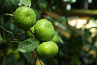 Photo of Unripe lemons growing on tree outdoors, closeup. Space for text