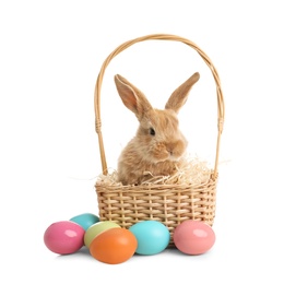 Adorable furry Easter bunny in wicker basket and dyed eggs on white background