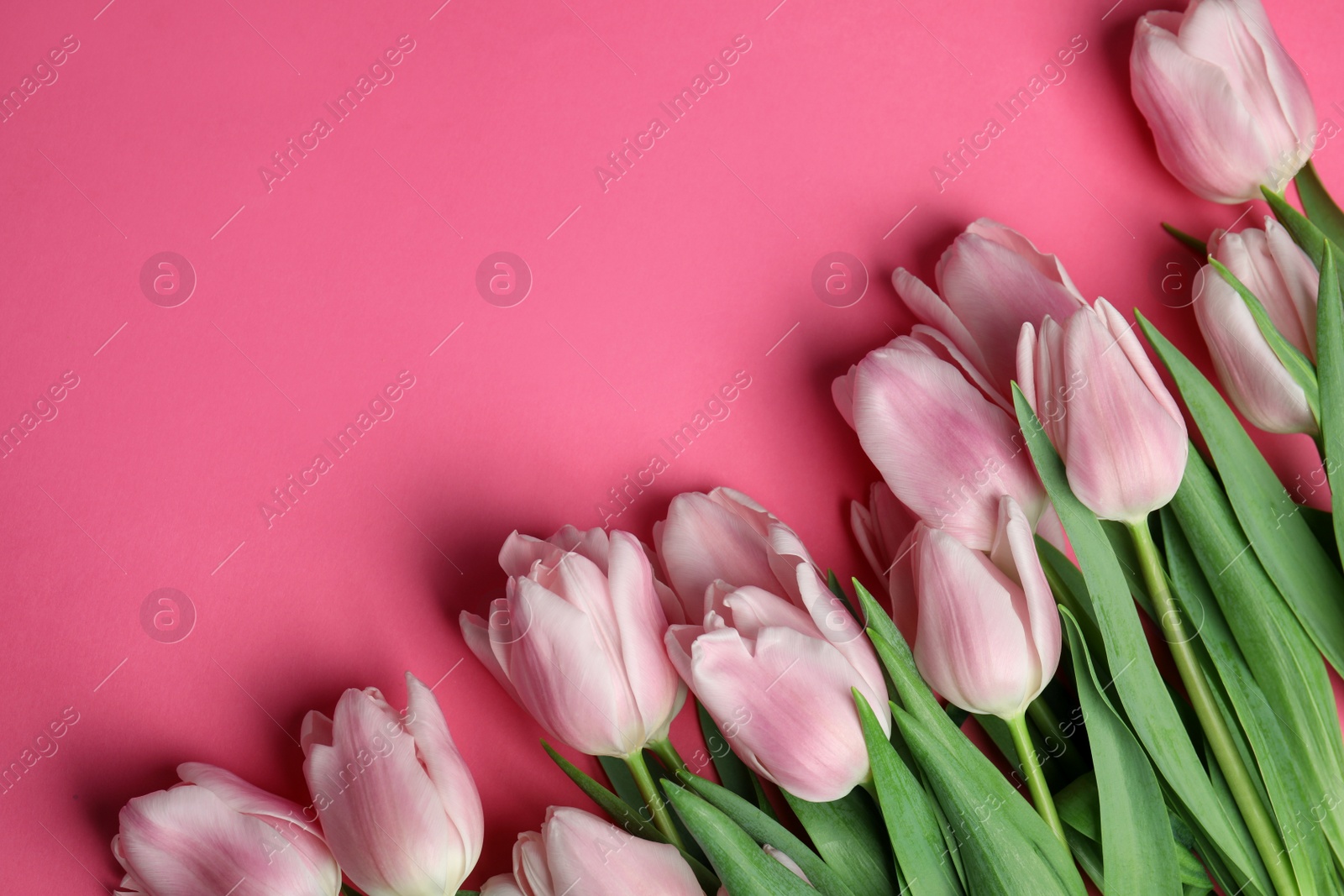 Photo of Beautiful spring tulips on pink background, flat lay. Space for text