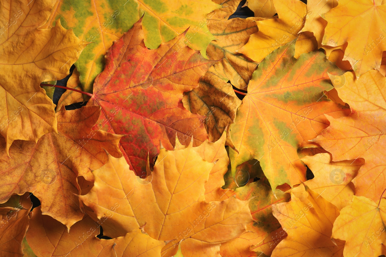 Photo of Many autumn leaves as background, top view