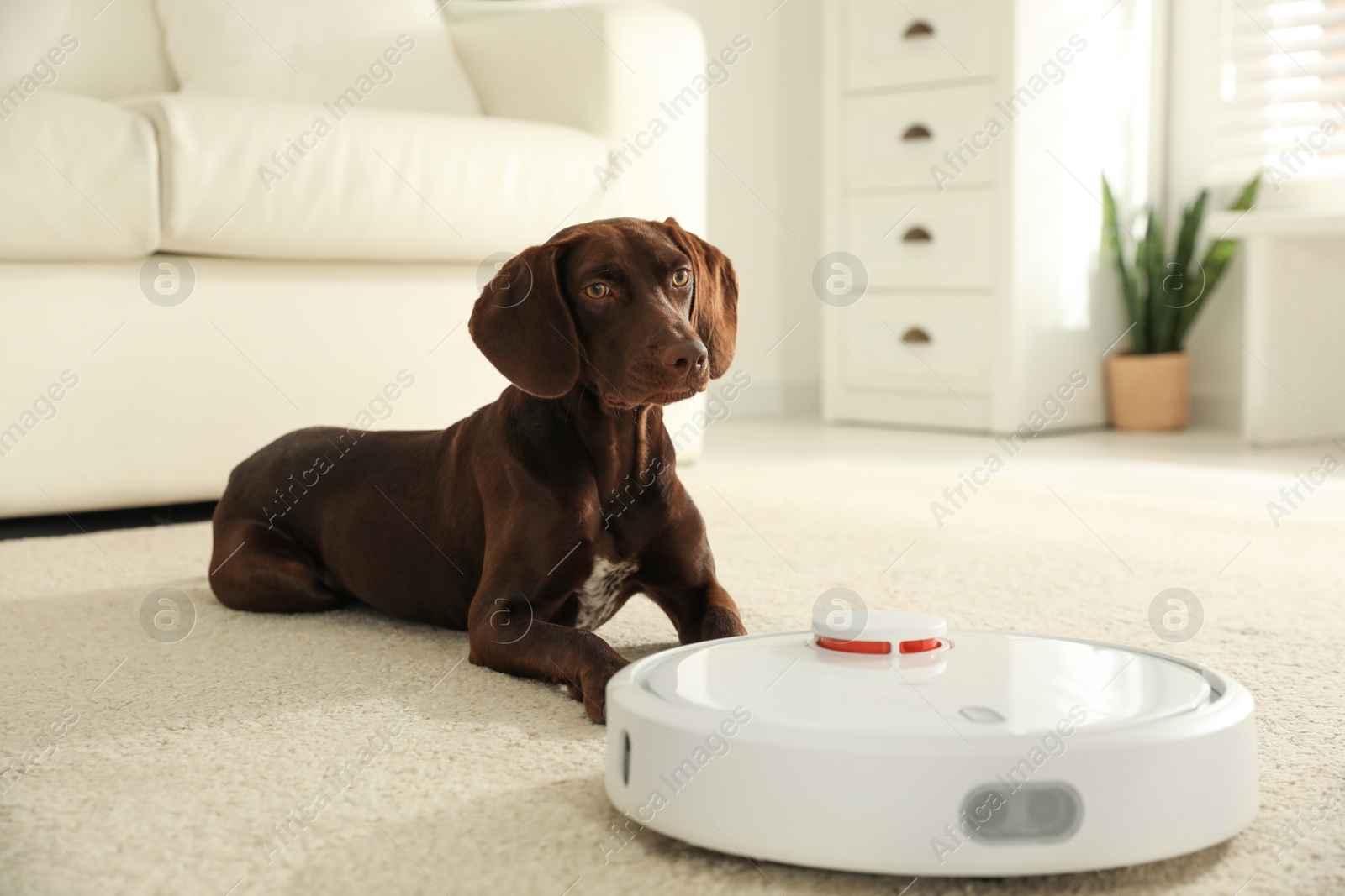 Photo of Modern robotic vacuum cleaner and German Shorthaired Pointer dog on floor indoors