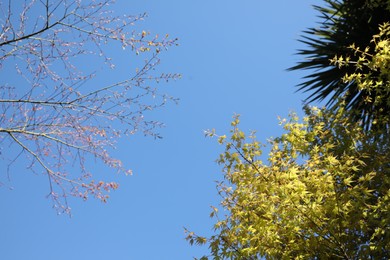 Beautiful trees against blue sky, low angle view. Space for text