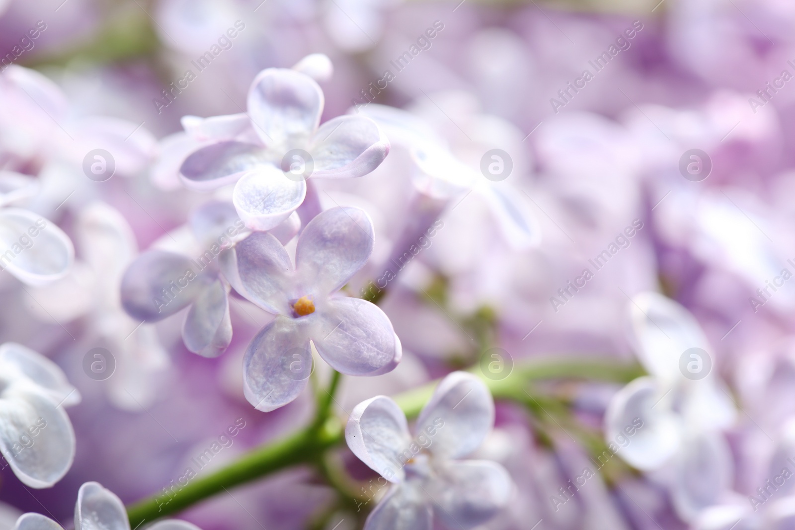 Photo of Beautiful blossoming lilac as background, closeup. Spring flowers