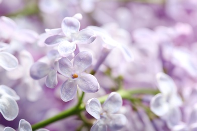 Beautiful blossoming lilac as background, closeup. Spring flowers