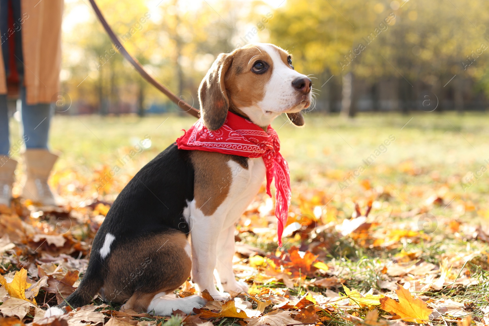 Photo of Woman walking her cute Beagle dog in park on autumn day