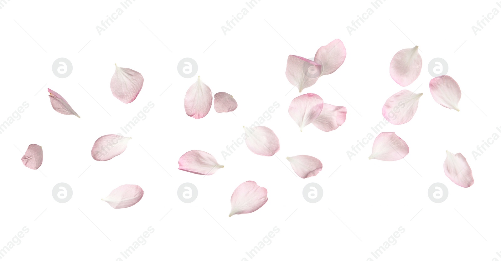 Photo of Beautiful sakura flower petals on white background