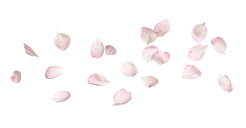 Photo of Beautiful sakura flower petals on white background