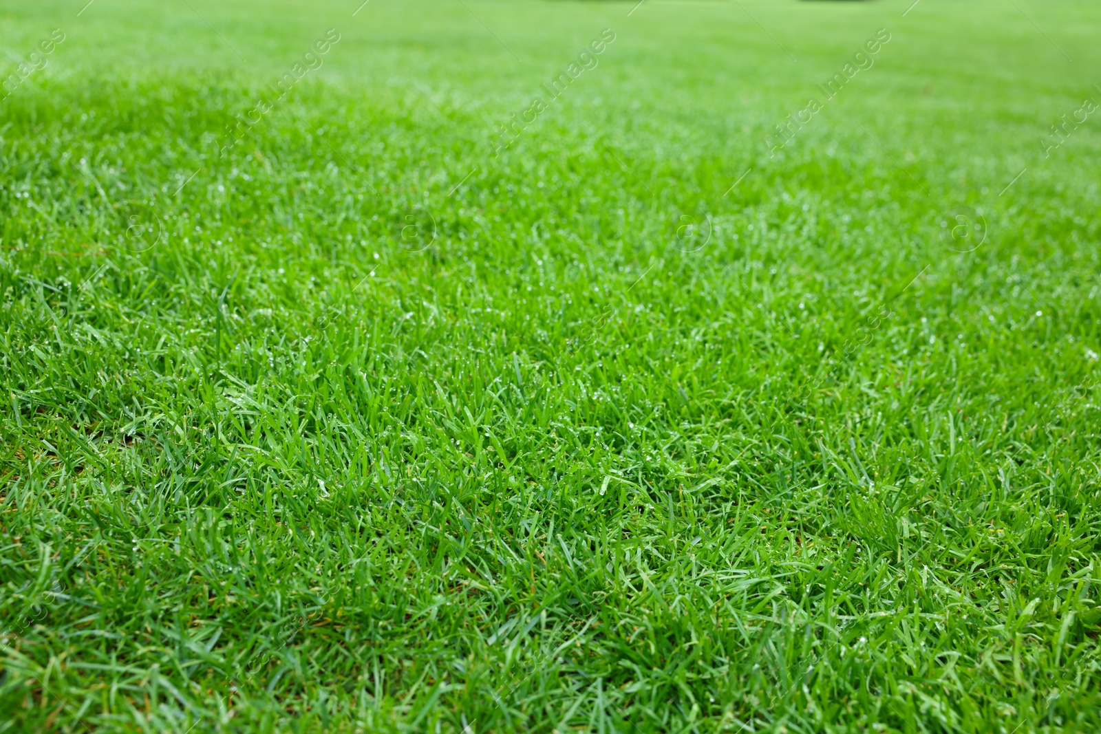 Photo of Beautiful freshly cut green lawn in park