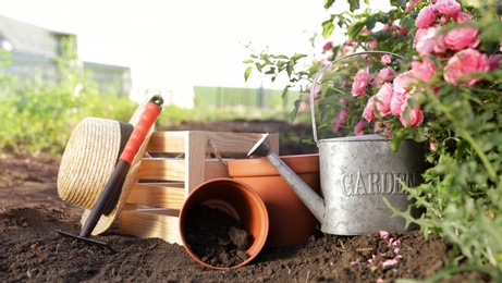 Straw hat, gardening tools and equipment near rose bushes outdoors