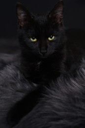 Photo of Black cat with beautiful eyes on fuzzy rug against dark background