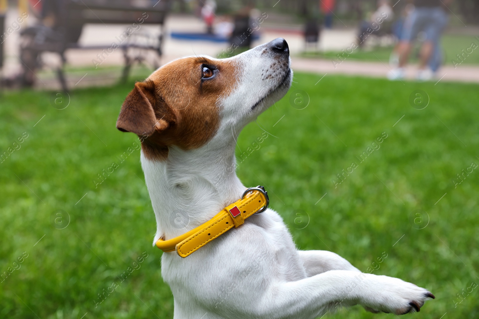Photo of Beautiful Jack Russell Terrier in yellow dog collar outdoors