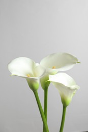 Photo of Beautiful calla lily flowers on white background