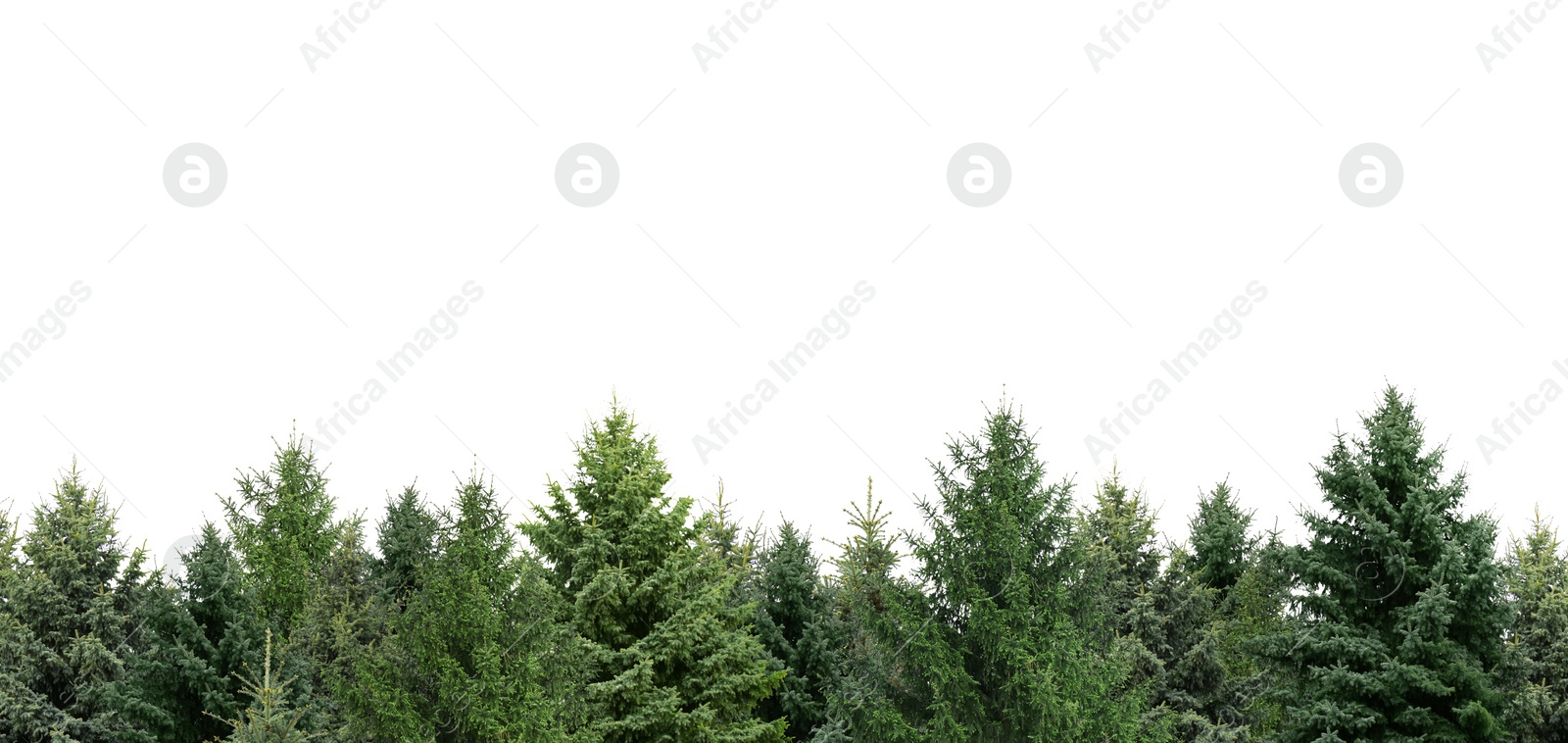 Image of Many different coniferous trees on white background