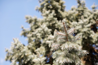Photo of Green fir tree and blue sky on background