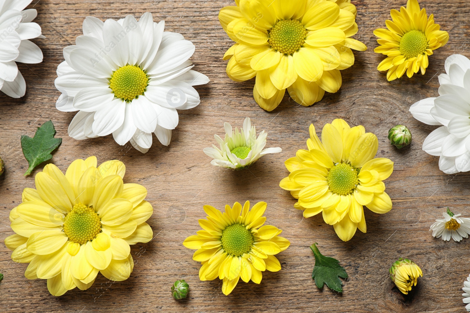 Photo of Beautiful chamomile flowers on wooden background, flat lay