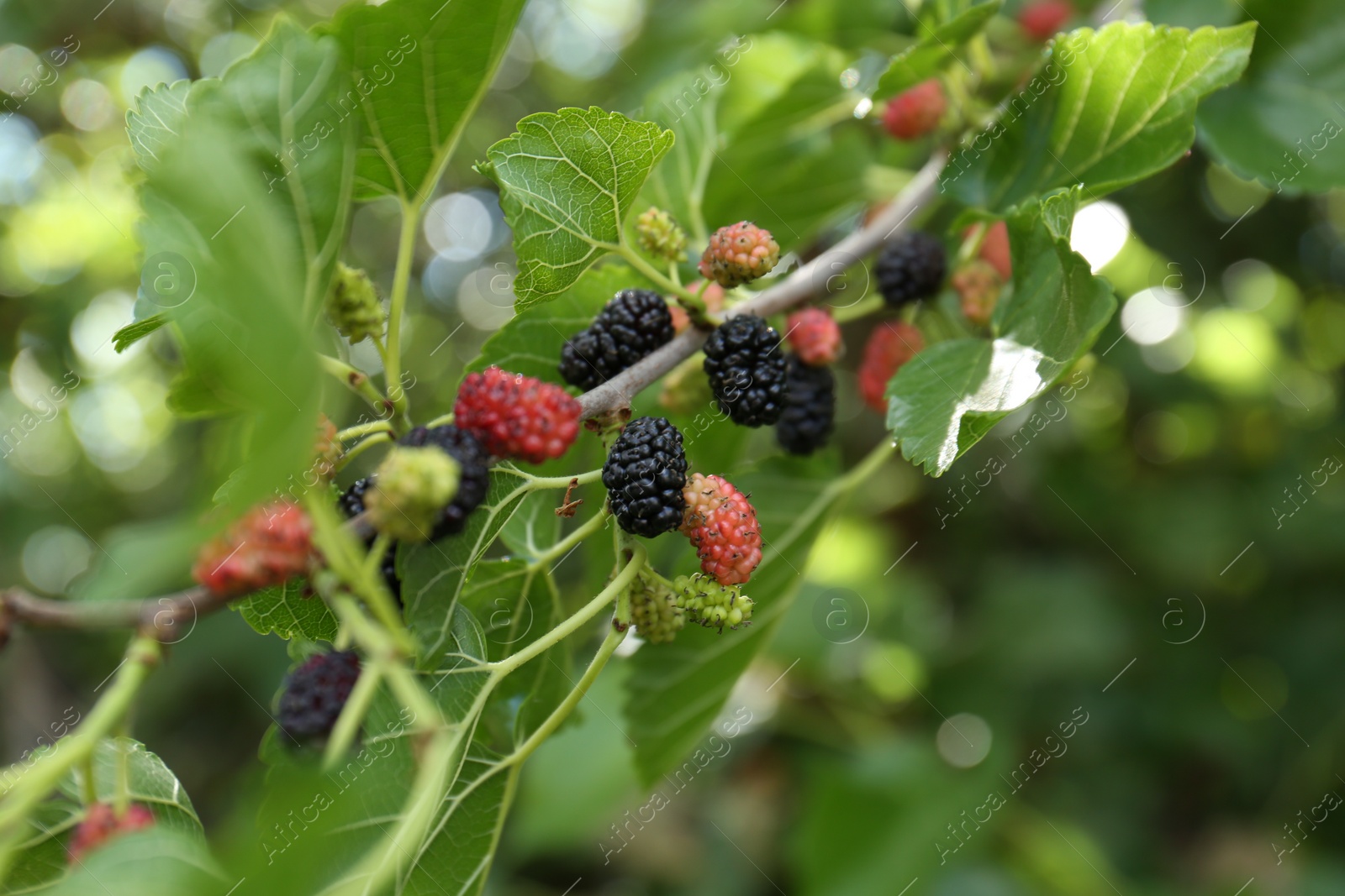 Photo of Branch with ripe and unripe mulberries in garden, closeup