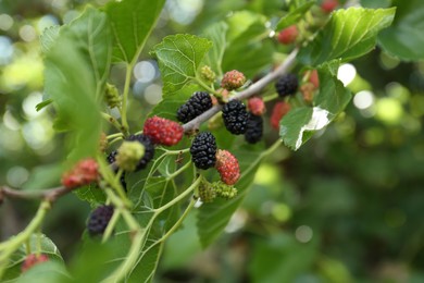 Branch with ripe and unripe mulberries in garden, closeup