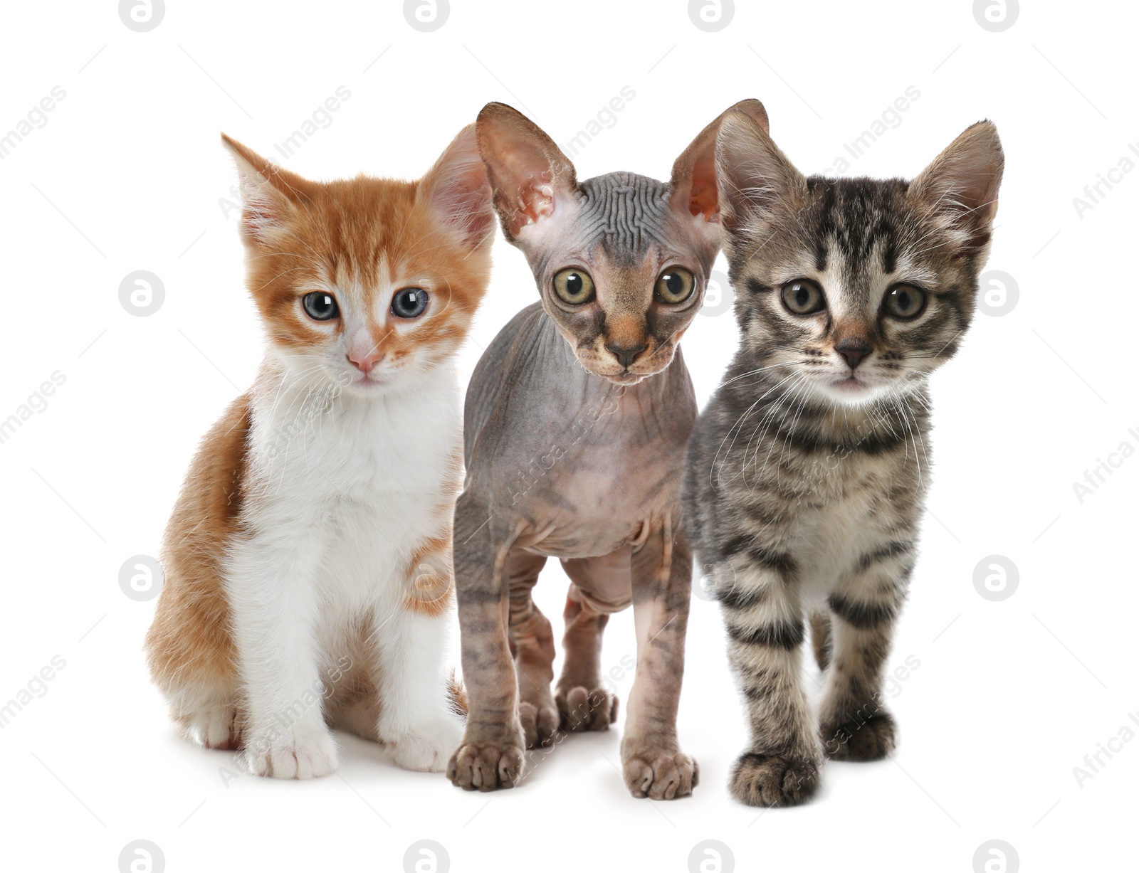 Image of Group of cute little kittens on white background