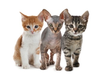 Image of Group of cute little kittens on white background