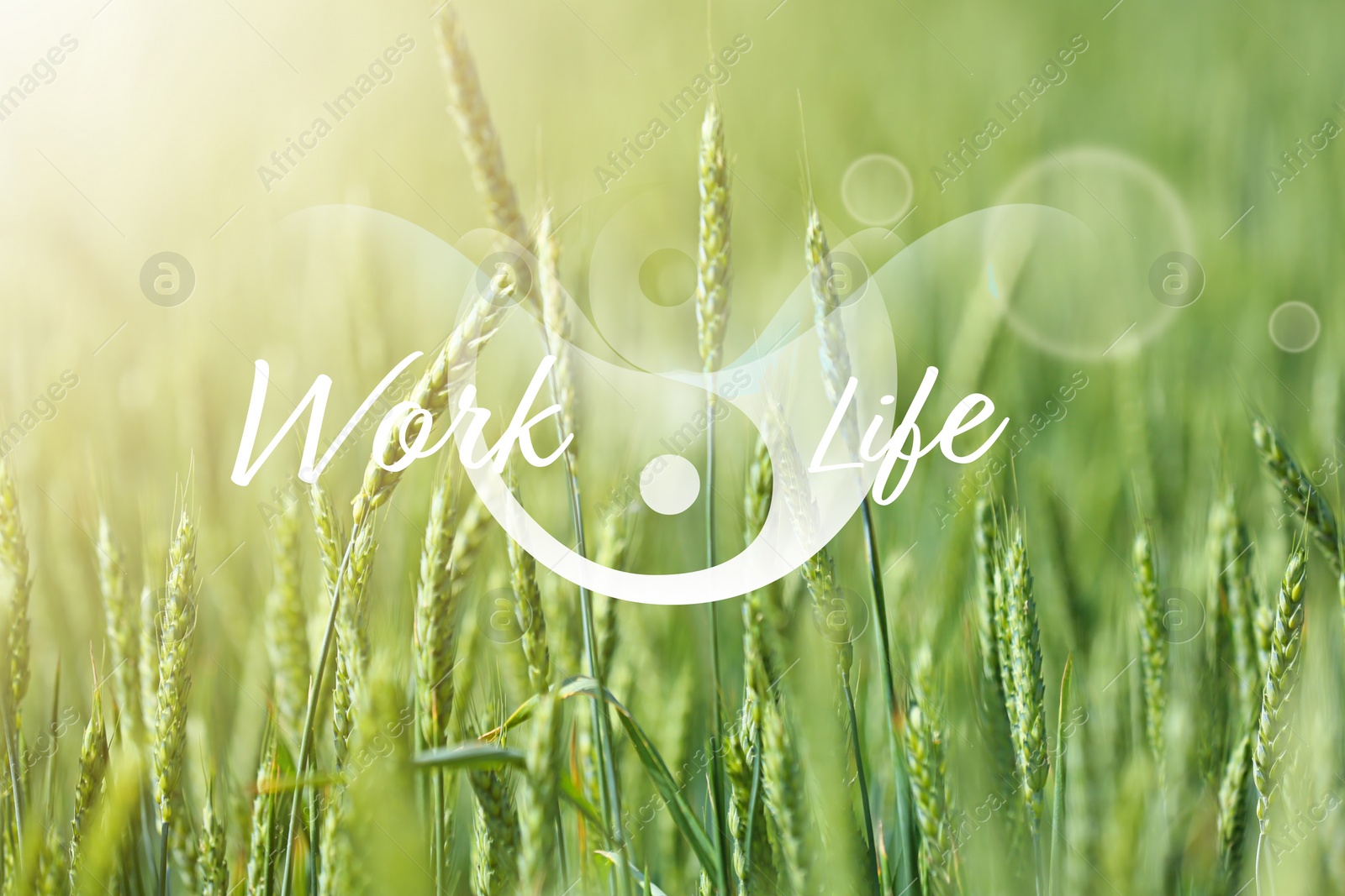 Image of Wheat field on sunny day. Concept of balance between work and life