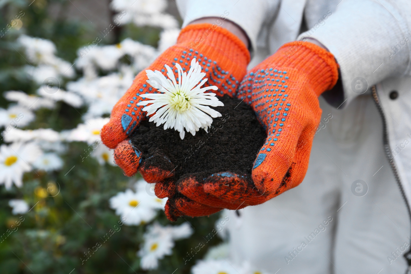 Photo of Woman in gardening gloves holding pile of soil with flower outdoors, closeup