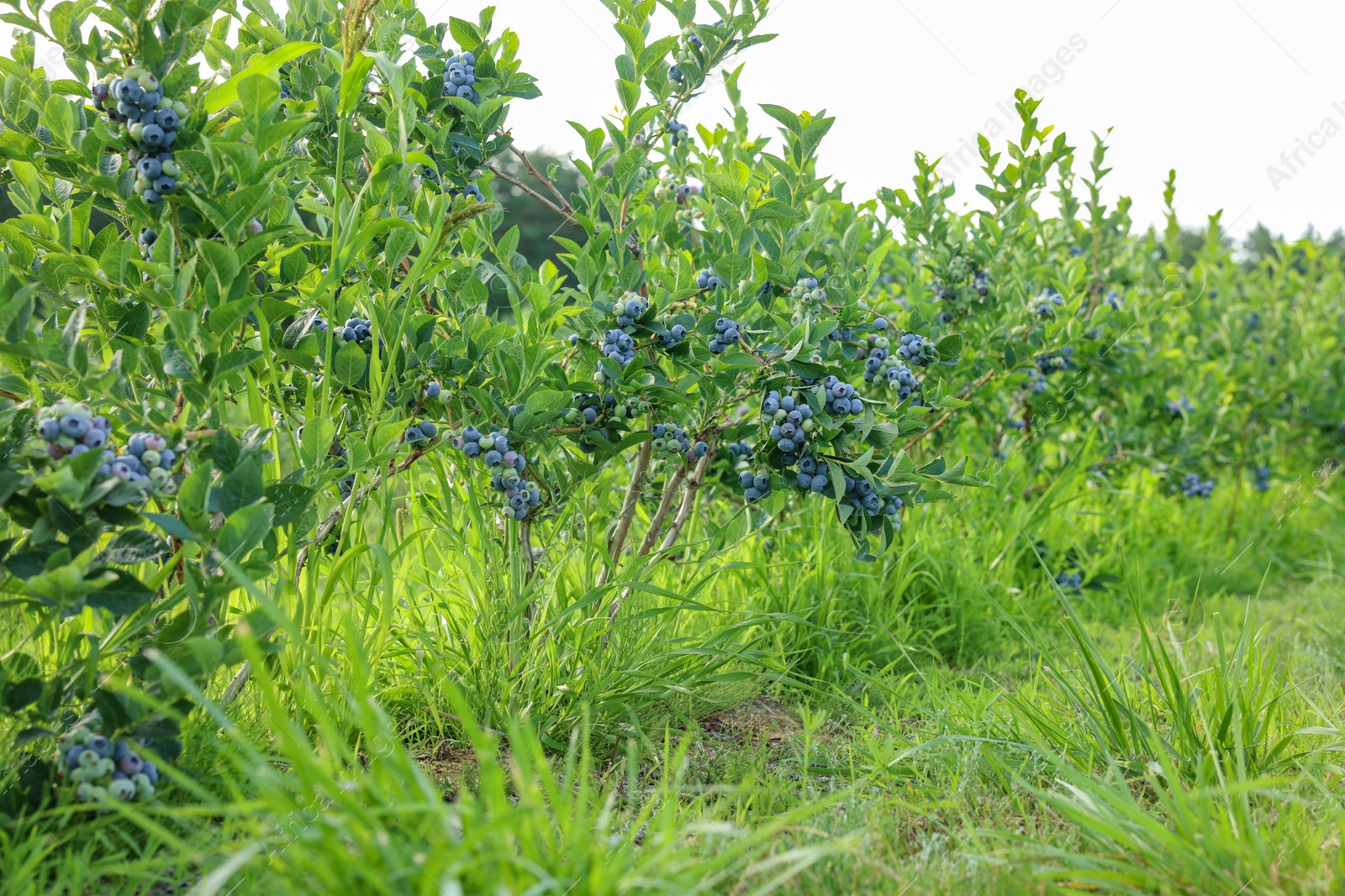 Photo of Blueberry bushes growing on farm on sunny day. Seasonal berries